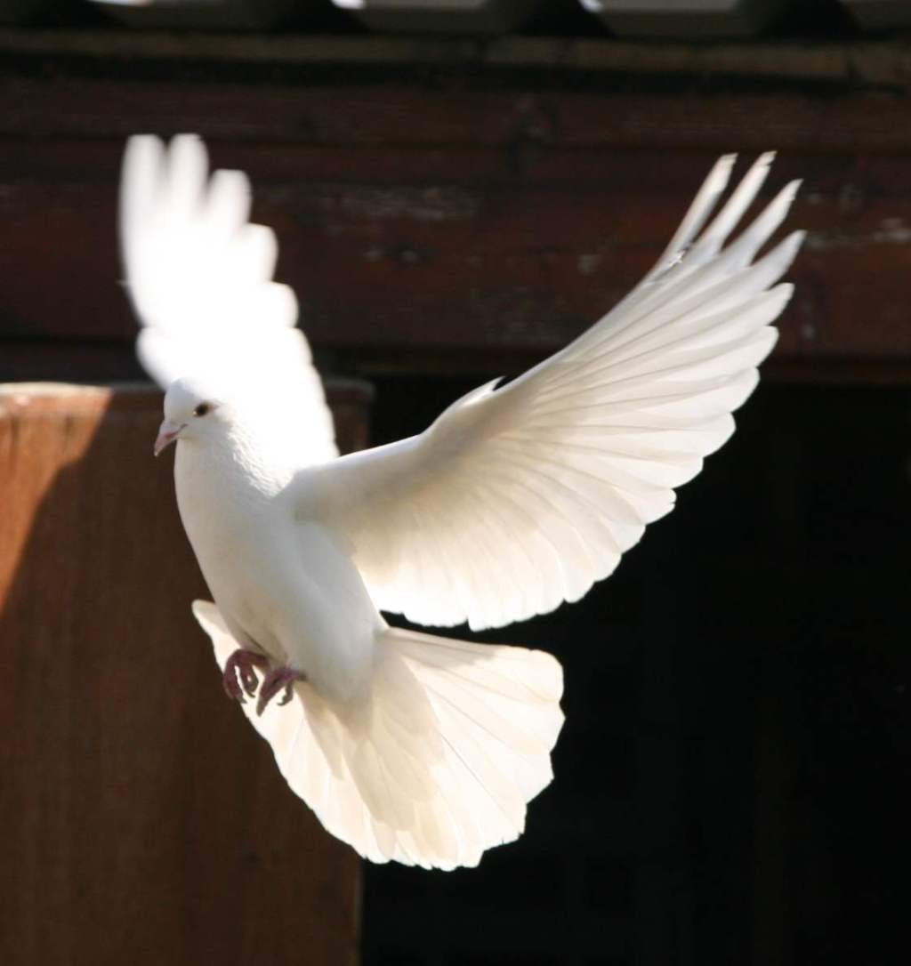 “Feathers” – Poetry