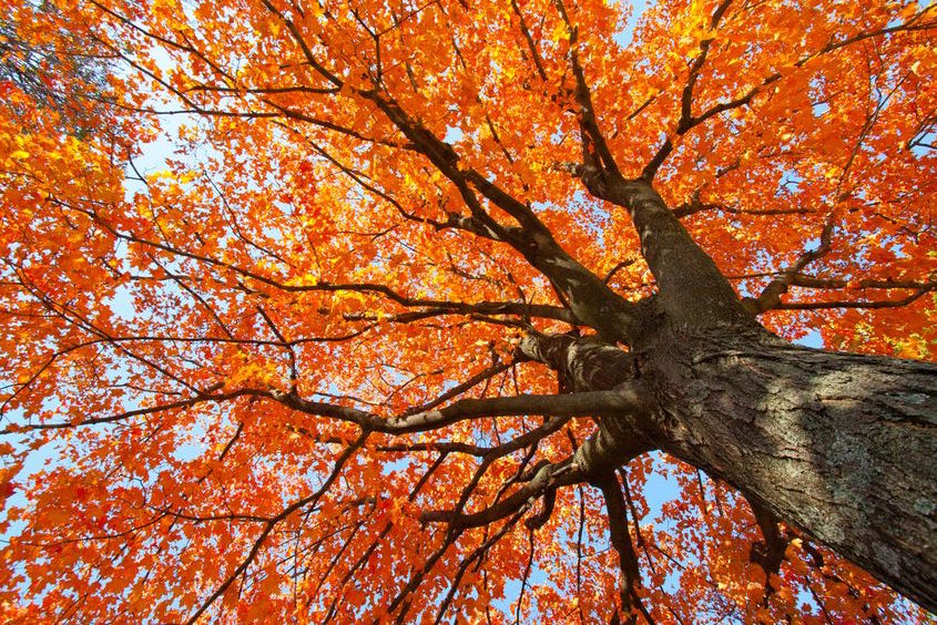 Excerpt (Poetry) : “There Is a Sweet Hereafter”