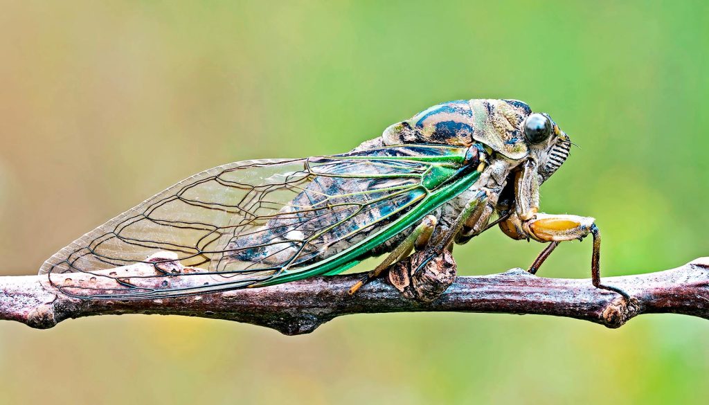“Cicada” – Poetry